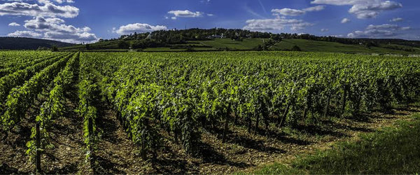 Côte de Nuits ou Côte de Beaune : comprendre les deux visages de la Bourgogne