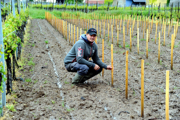 Fait divers dans le Morvan : des plants de vigne dérobés, coup dur pour la renaissance viticole