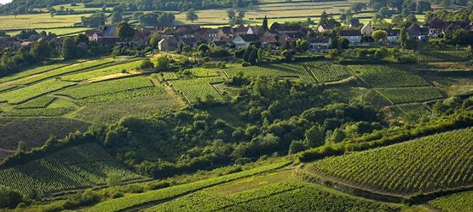 La Côte Chalonnaise : Mercurey, Givry, Rully et Montagny