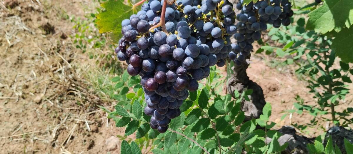 Le Bourgogne Aligoté et le Kir : histoire et renouveau d'un cépage