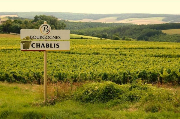 Le Chardonnay en Bourgogne : de Chablis à Meursault