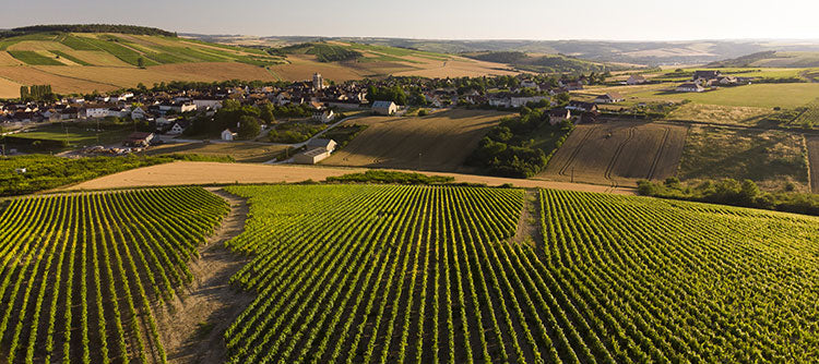 Le Grand Auxerrois , un vignoble aux racines antiques et à la résilience exemplaire