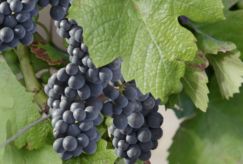 Le Pinot Noir, cépage roi des grands rouges de Bourgogne