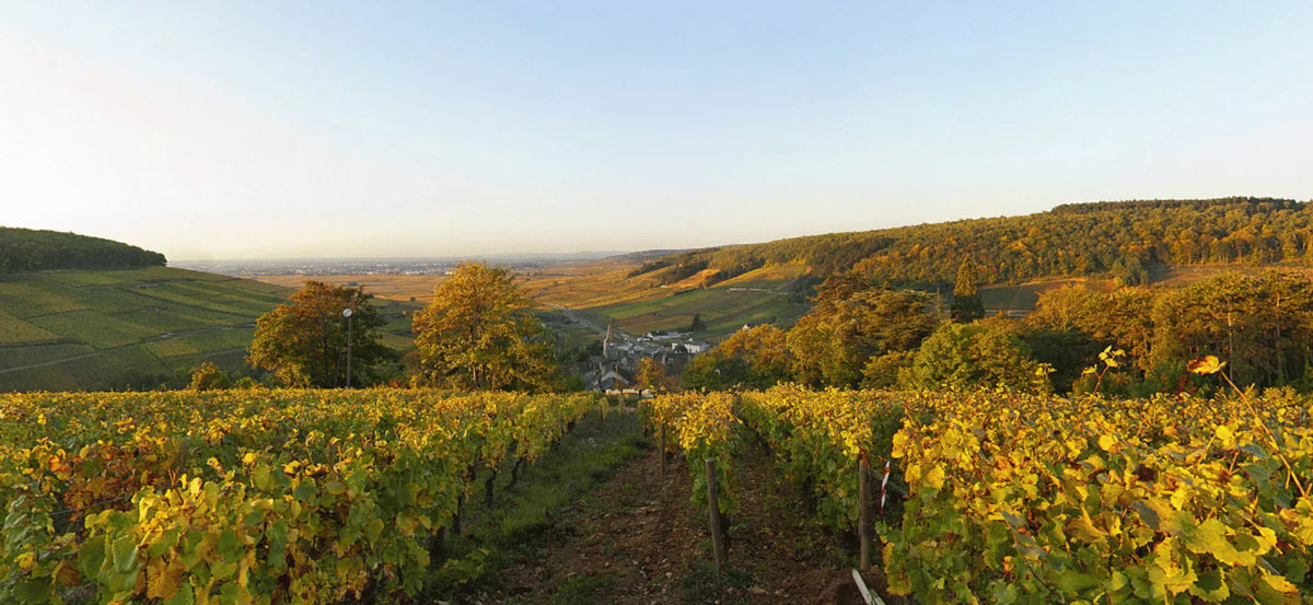 Le Terroir Bourguignon, Une Précision Millimétrée