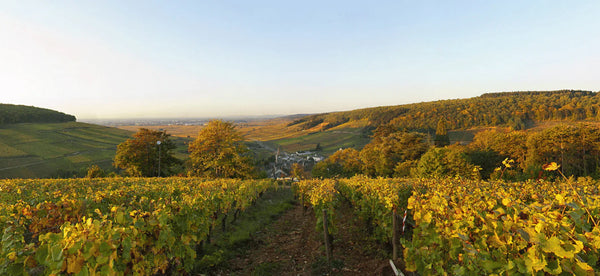 Le Terroir Bourguignon, Une Précision Millimétrée
