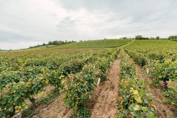 Les vins du Morvan : un terroir discret en pleine renaissance