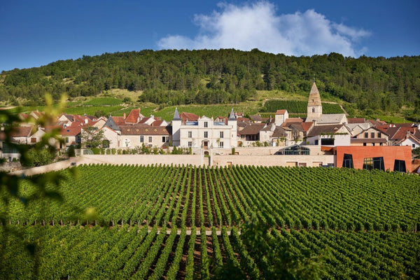 Saint-Aubin, le meilleur rapport qualité-prix de la Côte de Beaune