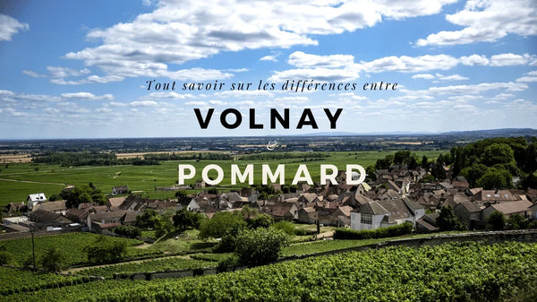 Volnay ou Pommard : deux tempéraments voisins