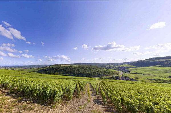 Premier Cru ou Village : quand l'écart de prix se justifie-t-il ?