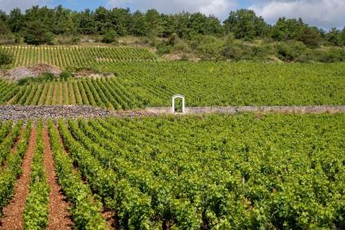Meursault ou Puligny-Montrachet : lequel choisir ?